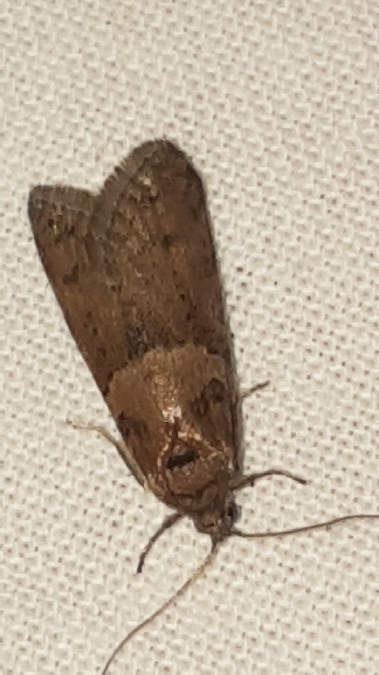 Tortricodes alternella  - Melchior Viallet