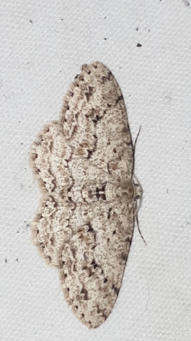 Ectropis crepuscularia  - Melchior Viallet