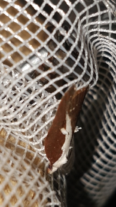 Acleris cristana  - Melchior Viallet