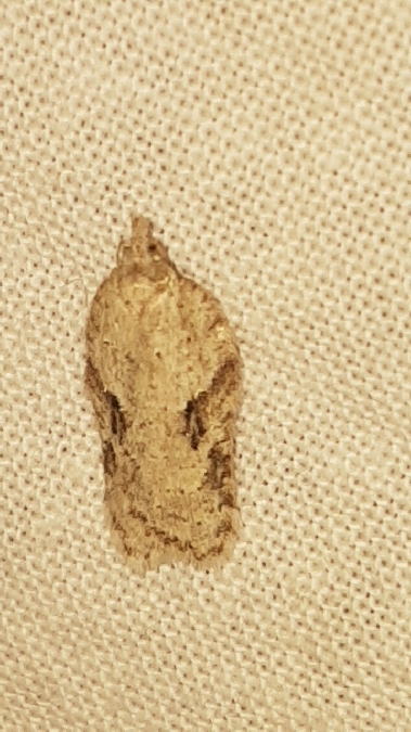Acleris kochiella  - Melchior Viallet