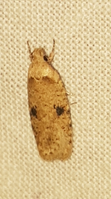 Agonopterix propinquella  - Melchior Viallet
