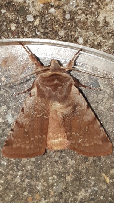 Cerastis rubricosa  - Melchior Viallet