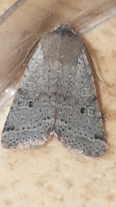 Spudaea ruticilla  - Melchior Viallet