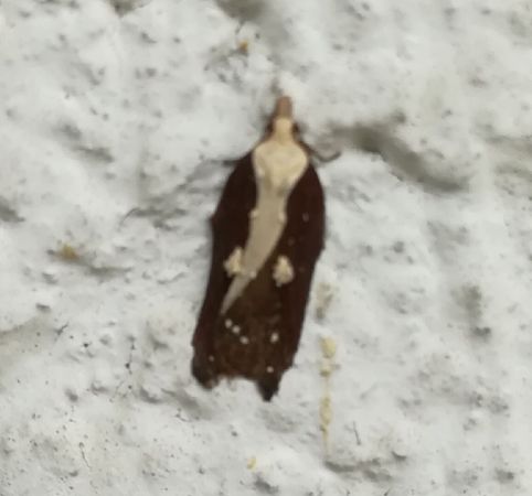 Acleris cristana  - Thomas Lux