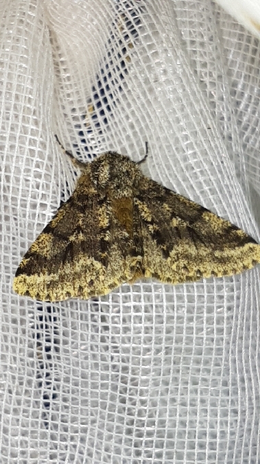 Lycia hirtaria  - Melchior Viallet