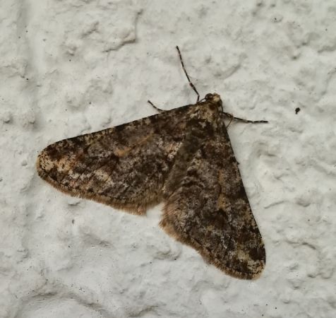 Agriopis leucophaearia  - Thomas Lux