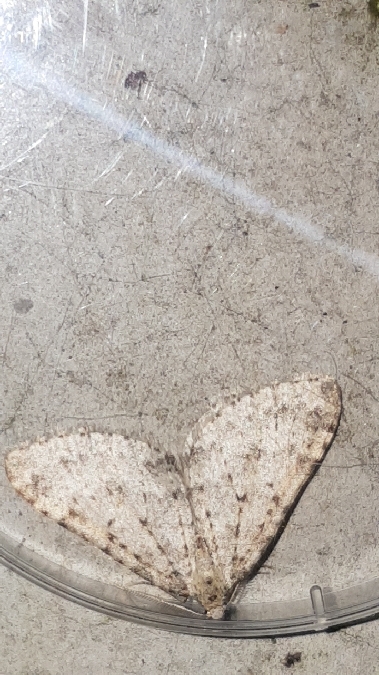 Colostygia multistrigaria  - Melchior Viallet
