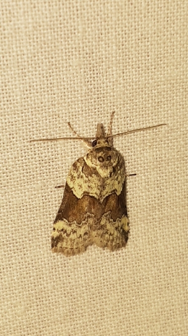 Nycteola siculana  - Melchior Viallet