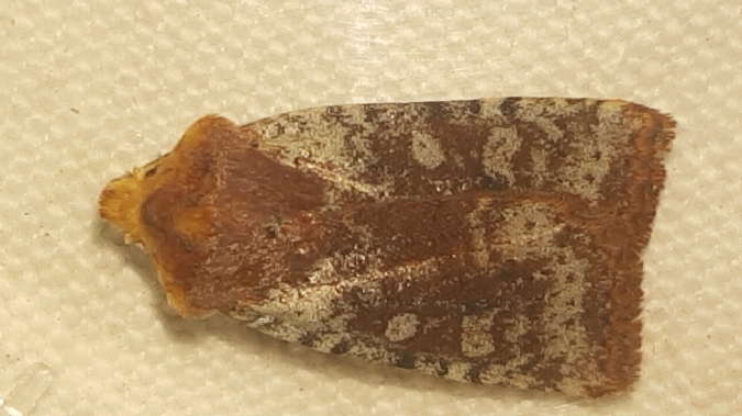 Conistra staudingeri  - Melchior Viallet