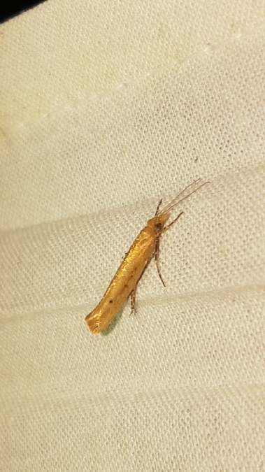 Ypsolopha ustella  - Melchior Viallet