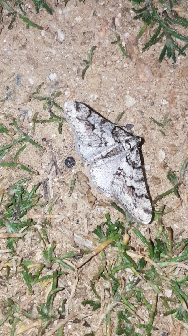 Agriopis leucophaearia  - Melchior Viallet