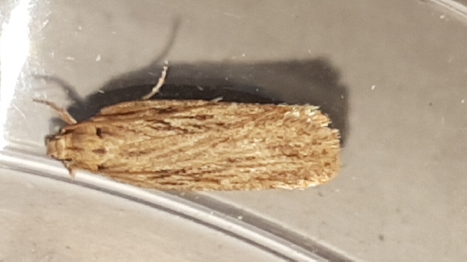 Depressaria daucella  - Melchior Viallet