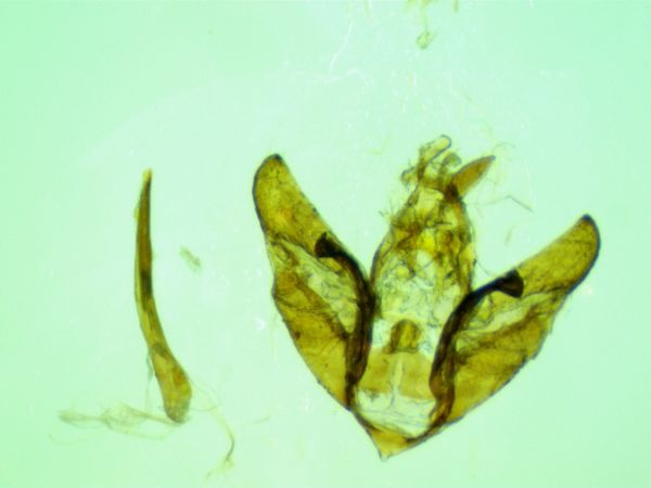 Depressaria daucella  - Melchior Viallet