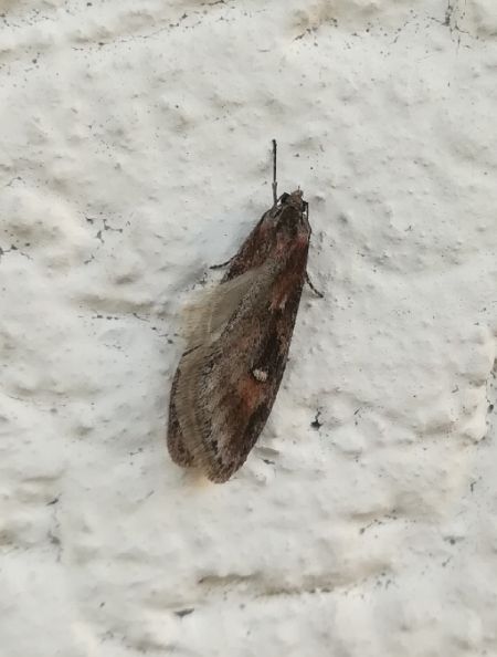Semioscopis oculella  - Thomas Lux
