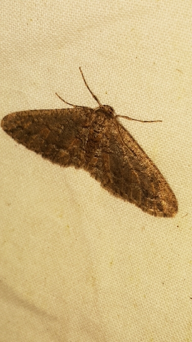 Hibernie messagère  - Melchior Viallet