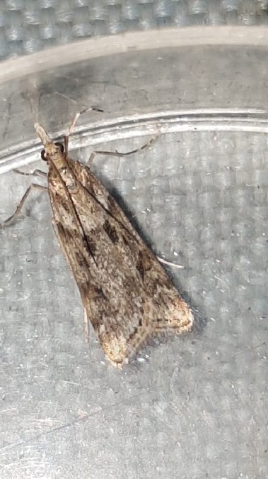 Eudonia angustea  - Melchior Viallet
