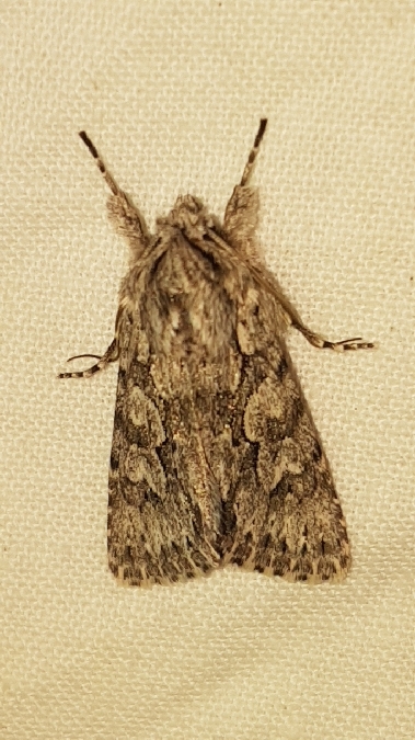 Xylocampa areola  - Melchior Viallet