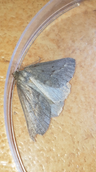 Chemerina caliginearia  - Melchior Viallet