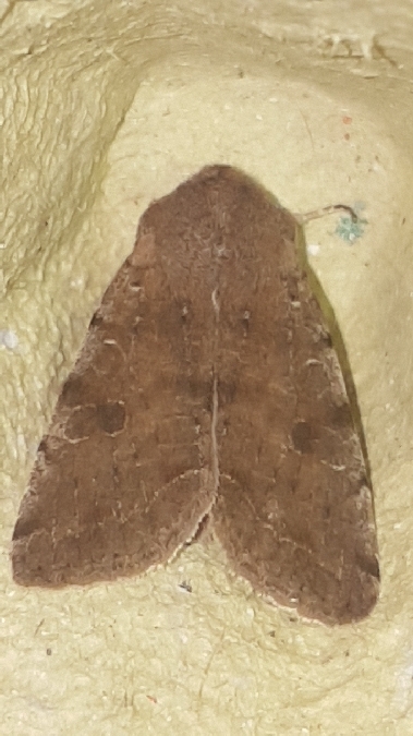 Orthosia incerta  - Melchior Viallet