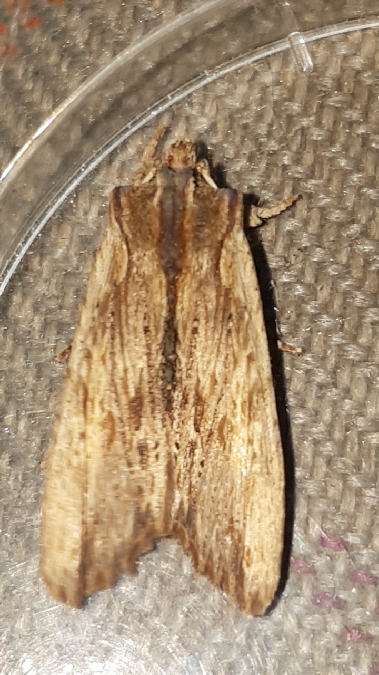 Lithophane semibrunnea  - Melchior Viallet