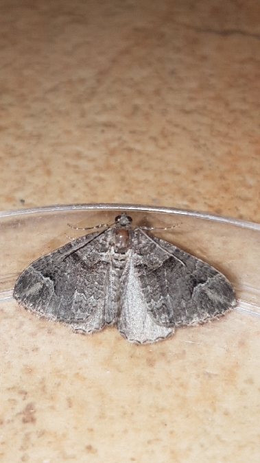 Catarhoe basochesiata  - Melchior Viallet