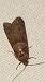 Tortricodes alternella  - Melchior Viallet