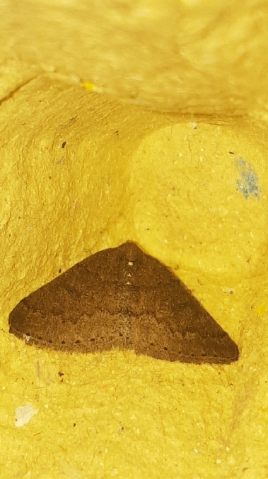 Aleucis distinctata  - Melchior Viallet