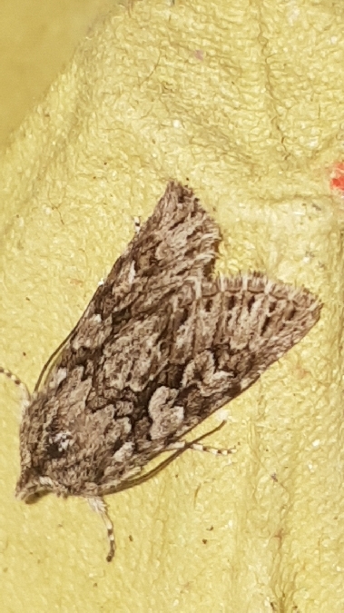 Xylocampa areola  - Melchior Viallet