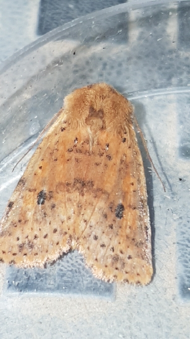 Orrhodie tigrée  - Melchior Viallet