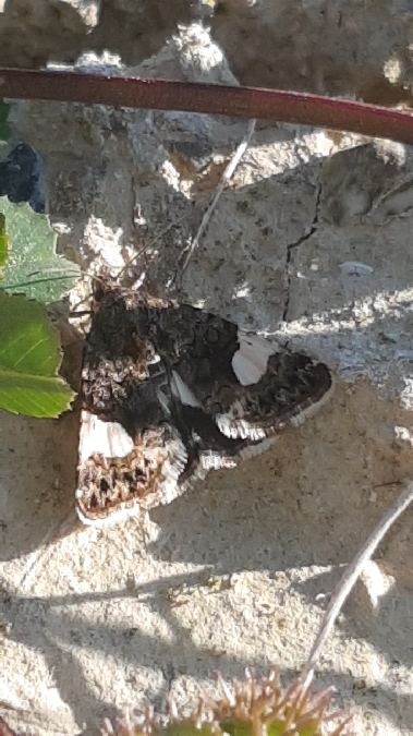 Noctuelle en deuil  - Melchior Viallet