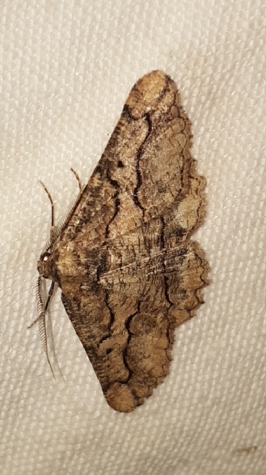 Menophra japygiaria  - Melchior Viallet
