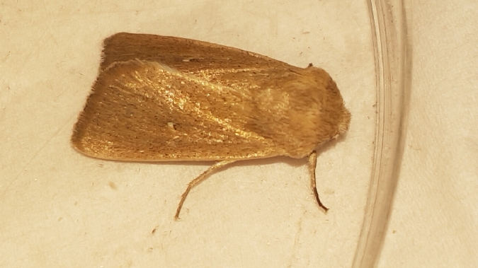 Mythimna sicula  - Melchior Viallet