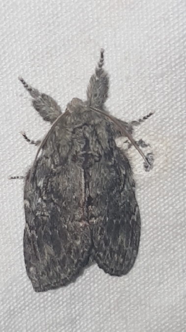 Peridea anceps  - Melchior Viallet
