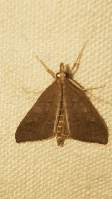 Mecyna asinalis  - Melchior Viallet