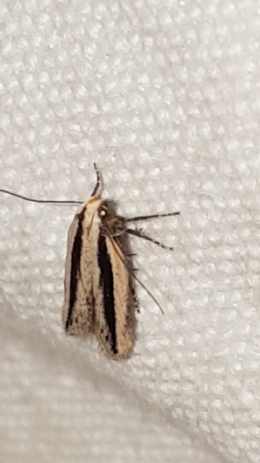 Mirificarma interrupta  - Melchior Viallet