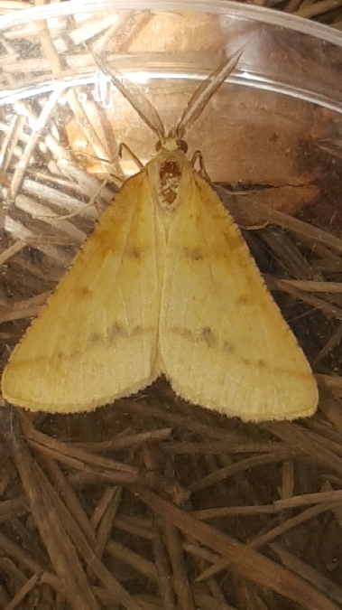 Aspitates ochrearia  - Melchior Viallet