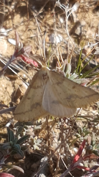 Aspitates ochrearia  - Melchior Viallet