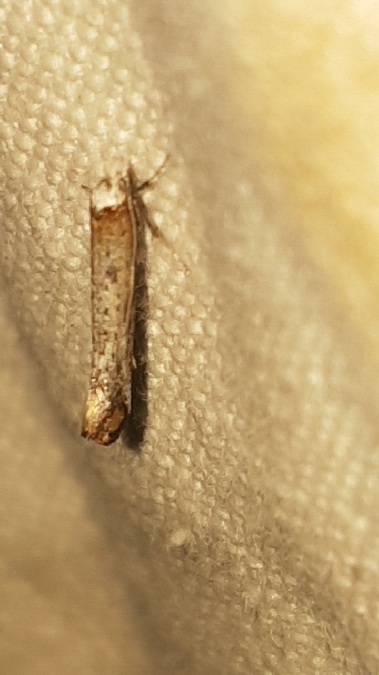 Pseudoswammerdamia combinella  - Melchior Viallet