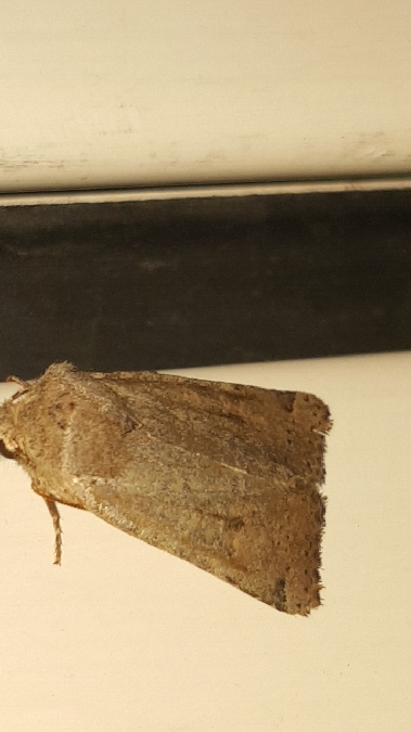 Spudaea ruticilla  - Melchior Viallet