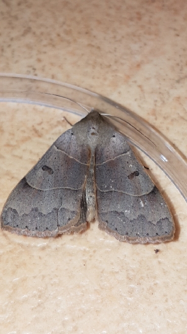Minucia lunaris  - Melchior Viallet