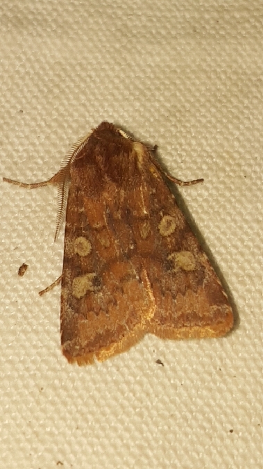 Cerastis leucographa  - Melchior Viallet