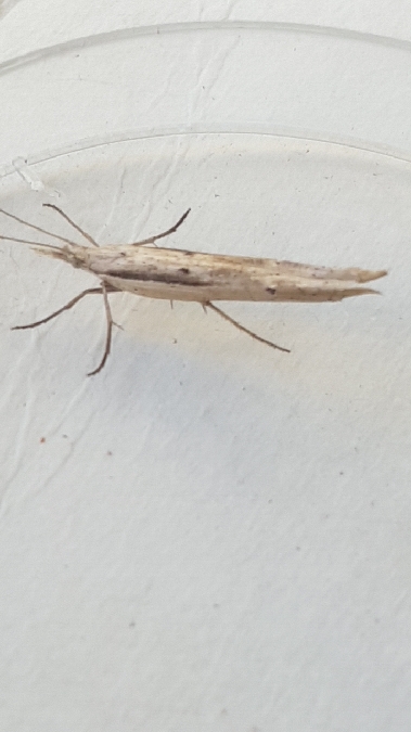 Ypsolopha mucronella  - Melchior Viallet