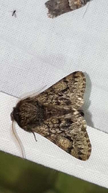Apocheima hispidaria  - Melchior Viallet