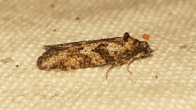 Cnephasia sp.  - Melchior Viallet