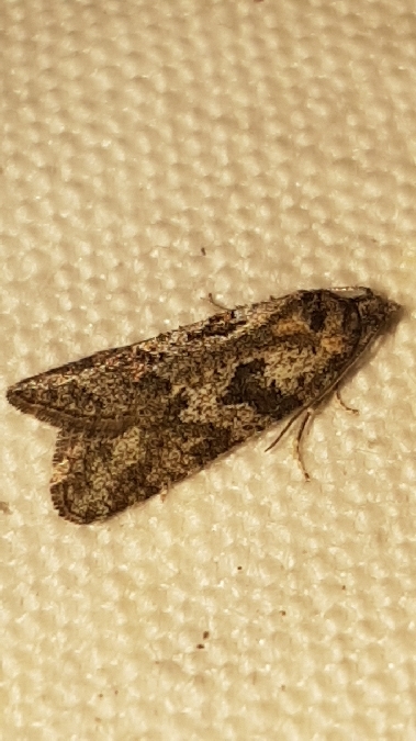 Cnephasia sp.  - Melchior Viallet