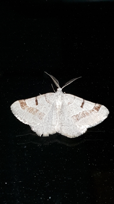 Itame vincularia  - Melchior Viallet