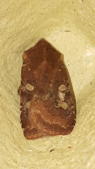 Cerastis leucographa  - Melchior Viallet