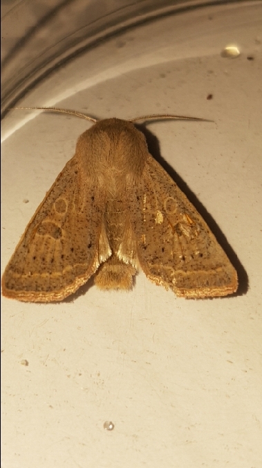 Orthosia gracilis  - Melchior Viallet