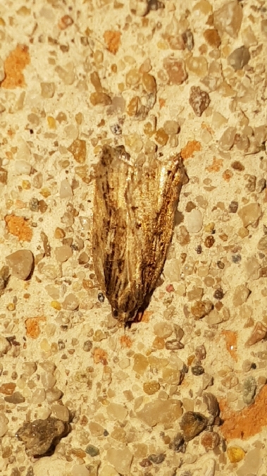 Acleris umbrana  - Melchior Viallet