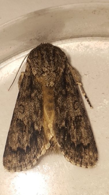 Acronicta auricoma  - Melchior Viallet